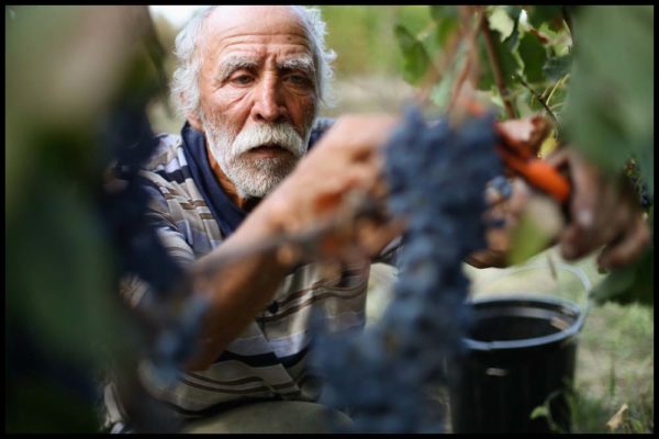 Ghvino.nl | 8000 jaar ervaring