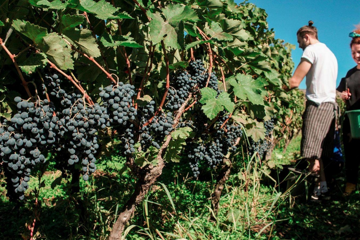 Artizani harvest | Ghvino.nl